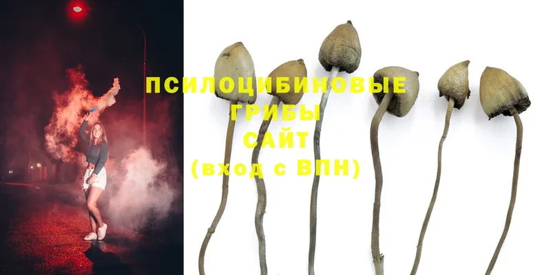 hydra ссылка  Инсар  Галлюциногенные грибы Psilocybine cubensis 